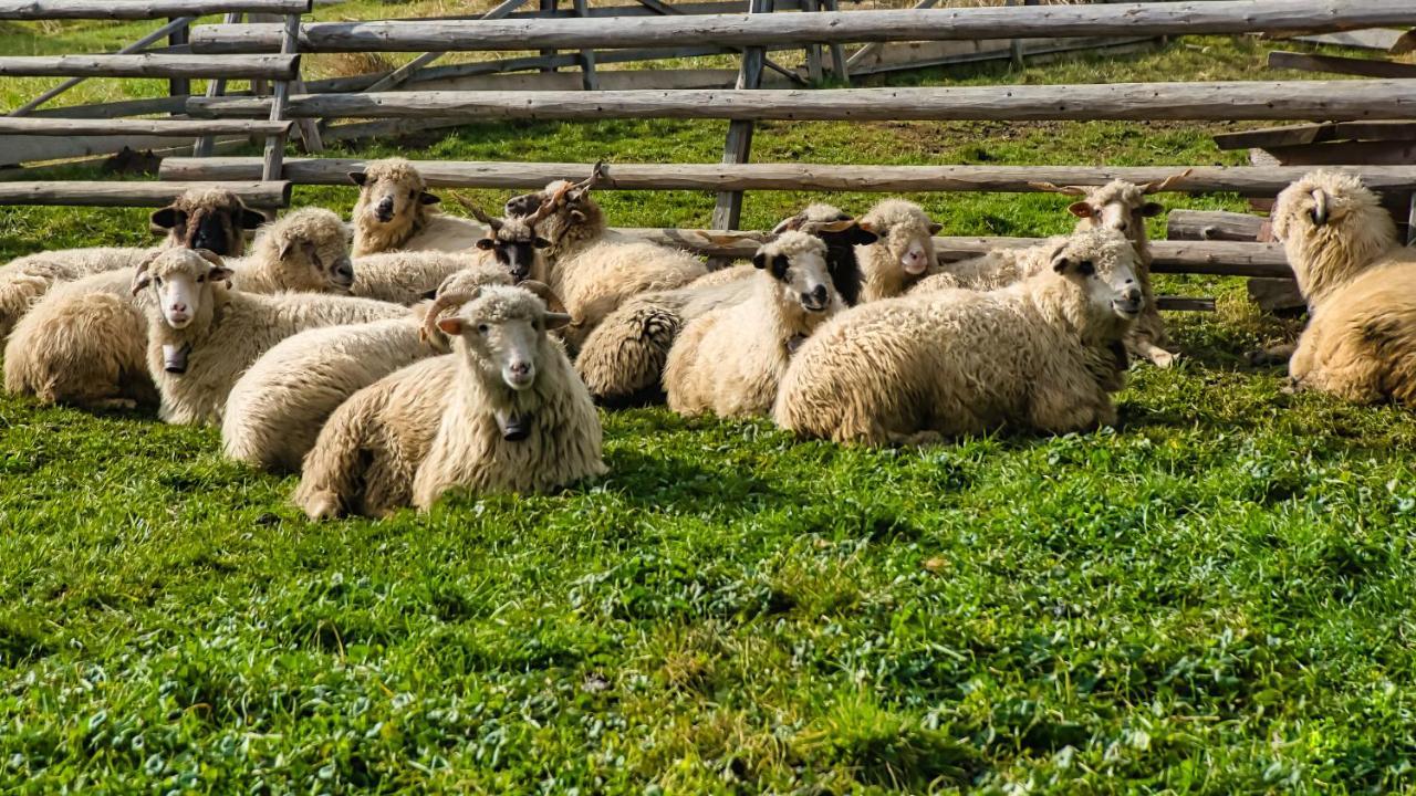 Sichlanski Zakatek Murzasichle Exteriör bild